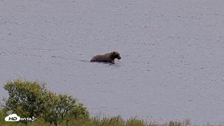 Kodiak Alaska Brown Bears Live Webcam - Aug 14, 2026, 1:45pm AKDT