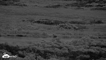 Kodiak Alaska Brown Bears Live Webcam - Oct 4, 2026, 8:09pm AKDT