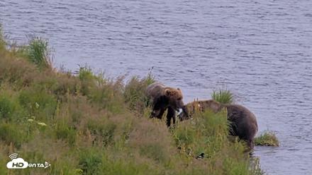 Kodiak Alaska Brown Bears Live Webcam - Aug 9, 2026, 4:28pm AKDT