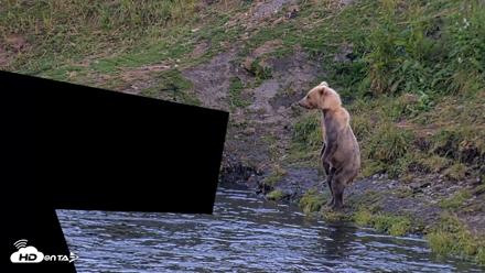 Kodiak Alaska Brown Bears Live Webcam - Aug 1, 2026, 10:23pm AKDT