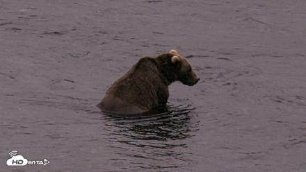 Kodiak Alaska Brown Bears Live Webcam - Aug 19, 2026, 9:55pm AKDT