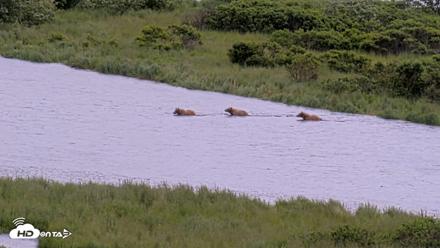 Kodiak Alaska Brown Bears Live Webcam - Jul 23, 2026, 2:49pm AKDT