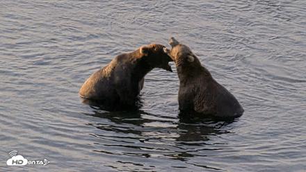 Kodiak Alaska Brown Bears Live Webcam - Aug 8, 2026, 9:26am AKDT