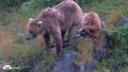 Kodiak Alaska Brown Bears Live Webcam - Aug 12, 2026, 1:27pm AKDT