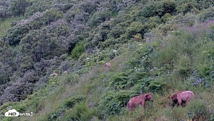 Kodiak Alaska Brown Bears Live Webcam - Jul 17, 2026, 7:13am AKDT