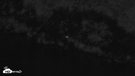 Kodiak Alaska Brown Bears Live Webcam - Aug 17, 2026, 10:52pm AKDT