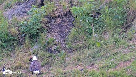 Kodiak Alaska Brown Bears Live Webcam - Aug 2, 2026, 2:46pm AKDT