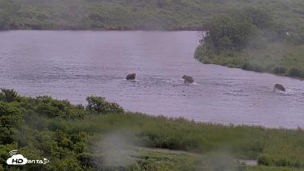 Kodiak Alaska Brown Bears Live Webcam - Jul 21, 2026, 2:18pm AKDT