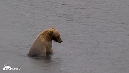 Kodiak Alaska Brown Bears Live Webcam - Aug 16, 2026, 2:55pm AKDT