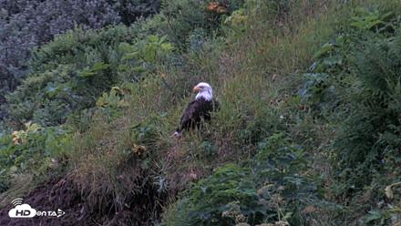 Kodiak Alaska Brown Bears Live Webcam - Aug 6, 2026, 6:12am AKDT