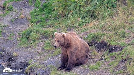 Kodiak Alaska Brown Bears Live Webcam - Aug 7, 2026, 6:29pm AKDT
