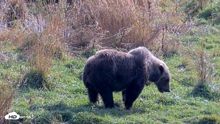 Kodiak Alaska Brown Bears Live Webcam - Oct 7, 2026, 1:05pm AKDT