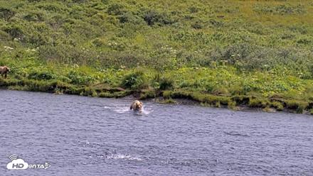 Kodiak Alaska Brown Bears Live Webcam - Aug 6, 2026, 3:24pm AKDT