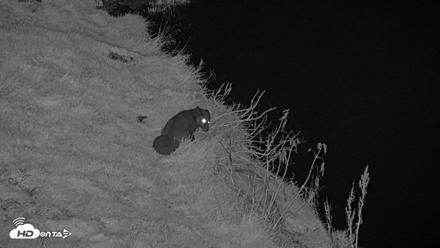 Kodiak Alaska Brown Bears Live Webcam - Oct 7, 2026, 9:46pm AKDT