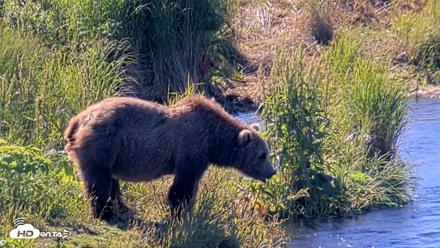 Kodiak Alaska Brown Bears Live Webcam - Jul 31, 2026, 10:35am AKDT
