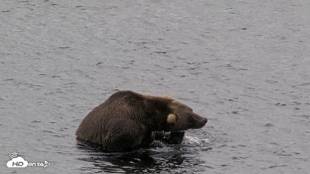 Kodiak Alaska Brown Bears Live Webcam - Aug 14, 2026, 1:58pm AKDT