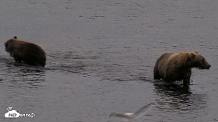 Kodiak Alaska Brown Bears Live Webcam - Aug 17, 2026, 8:50pm AKDT