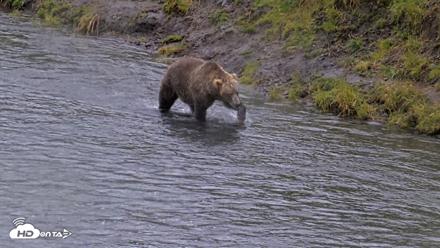 Kodiak Alaska Brown Bears Live Webcam - Aug 12, 2026, 2:22pm AKDT