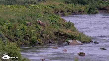 Kodiak Alaska Brown Bears Live Webcam - Aug 17, 2026, 8:31pm AKDT