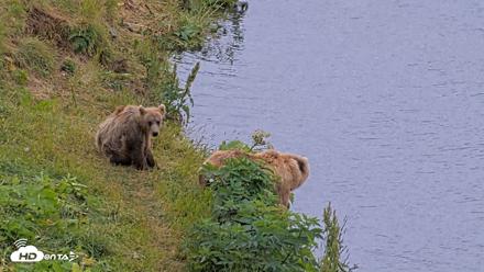 Kodiak Alaska Brown Bears Live Webcam - Aug 3, 2026, 4:59pm AKDT