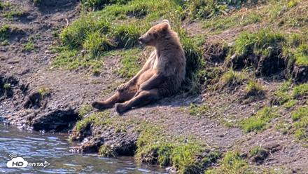Kodiak Alaska Brown Bears Live Webcam - Aug 8, 2026, 12:12pm AKDT