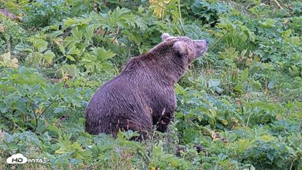 Kodiak Alaska Brown Bears Live Webcam - Aug 18, 2026, 4:19pm AKDT