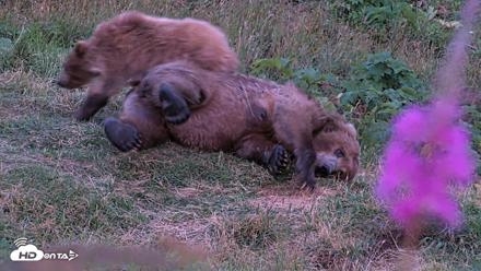 Kodiak Alaska Brown Bears Live Webcam - Aug 11, 2026, 10:14pm AKDT
