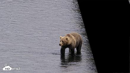 Kodiak Alaska Brown Bears Live Webcam - Aug 14, 2026, 7:00pm AKDT