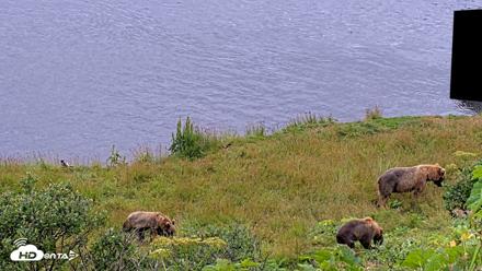Kodiak Alaska Brown Bears Live Webcam - Aug 7, 2026, 12:39pm AKDT