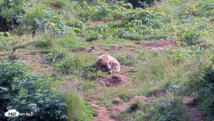 Kodiak Alaska Brown Bears Live Webcam - Aug 11, 2026, 4:40pm AKDT