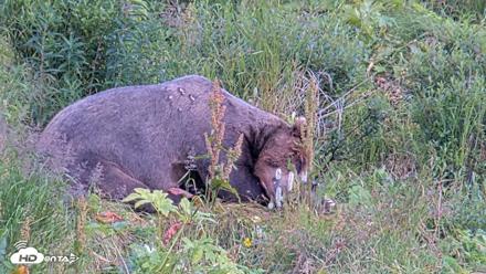 Kodiak Alaska Brown Bears Live Webcam - Aug 11, 2026, 5:56pm AKDT