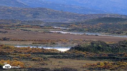 Kodiak Alaska Brown Bears Live Webcam - Oct 8, 2026, 8:51am AKDT
