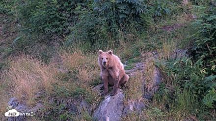 Kodiak Alaska Brown Bears Live Webcam - Aug 8, 2026, 10:23pm AKDT