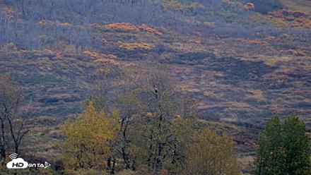 Kodiak Alaska Brown Bears Live Webcam - Oct 8, 2026, 8:53am AKDT