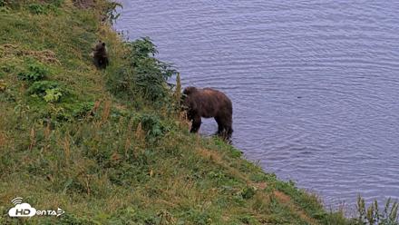 Kodiak Alaska Brown Bears Live Webcam - Aug 19, 2026, 9:30pm AKDT