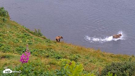 Kodiak Alaska Brown Bears Live Webcam - Aug 14, 2026, 12:55pm AKDT