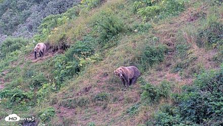 Kodiak Alaska Brown Bears Live Webcam - Aug 11, 2026, 9:09pm AKDT