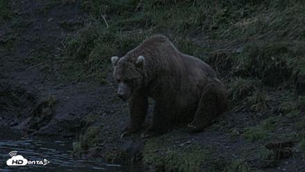 Kodiak Alaska Brown Bears Live Webcam - Aug 6, 2026, 6:01am AKDT