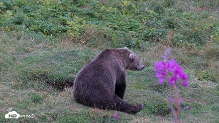Kodiak Alaska Brown Bears Live Webcam - Aug 21, 2026, 7:49pm AKDT