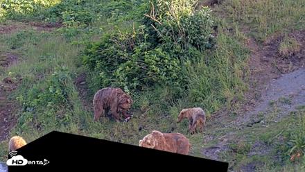 Kodiak Alaska Brown Bears Live Webcam - Jul 25, 2026, 7:22pm AKDT