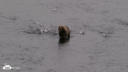 Kodiak Alaska Brown Bears Live Webcam - Aug 17, 2026, 5:51pm AKDT