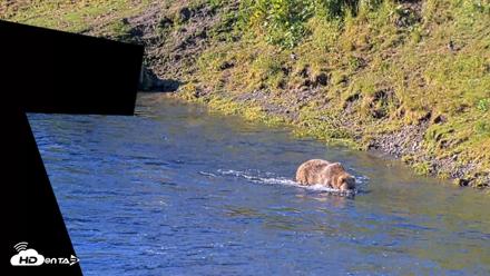 Kodiak Alaska Brown Bears Live Webcam - Jul 30, 2026, 9:17am AKDT