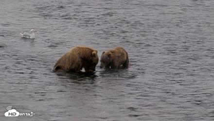 Kodiak Alaska Brown Bears Live Webcam - Aug 14, 2026, 10:55am AKDT