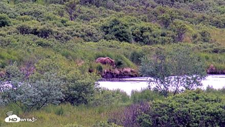 Kodiak Alaska Brown Bears Live Webcam - Jul 18, 2026, 1:55pm AKDT