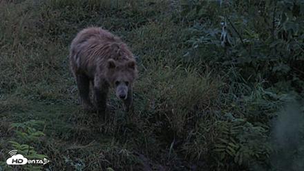 Kodiak Alaska Brown Bears Live Webcam - Aug 13, 2026, 6:41am AKDT