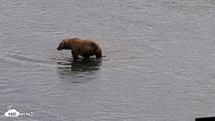 Kodiak Alaska Brown Bears Live Webcam - Aug 6, 2026, 2:39pm AKDT
