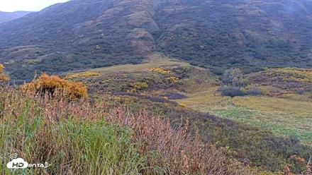 Kodiak Alaska Brown Bears Live Webcam - Oct 8, 2026, 9:53am AKDT