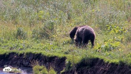 Kodiak Alaska Brown Bears Live Webcam - Aug 23, 2026, 1:43pm AKDT