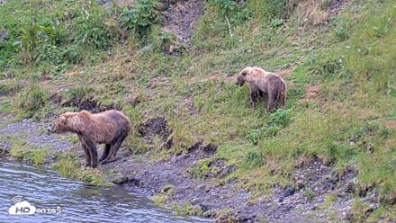 Kodiak Alaska Brown Bears Live Webcam - Aug 4, 2026, 5:09pm AKDT