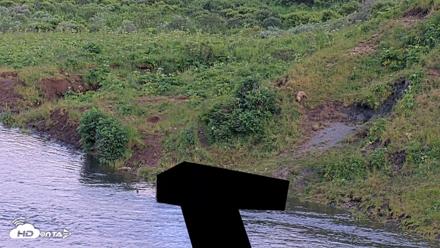 Kodiak Alaska Brown Bears Live Webcam - Jul 28, 2026, 9:56pm AKDT